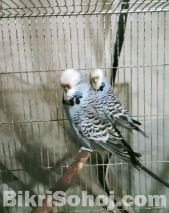 English exhibition size